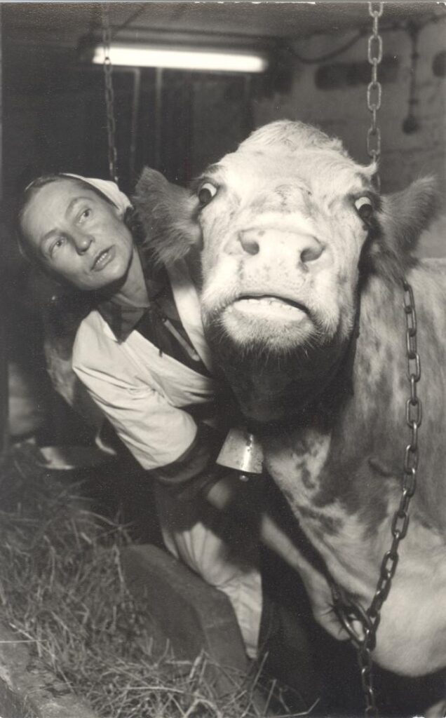 Emäntä Eva Ryynänen ja lehmä