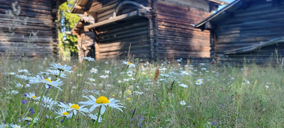 Kukkia Pielisen ulkomuseon pihalla